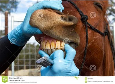 Combien de fois et à quelle fréquence le dentiste doit-il venir ?