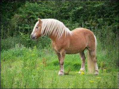 Combien d'espace faut-il pour un cheval ?