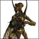 Sur quelle plante habitent ces cratures ?