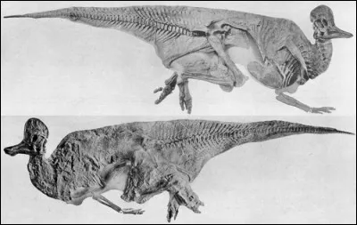 La momie de dinosaure découverte en 1916 était la mieux conservée. Cependant, avant qu'elle puisse apporter la fortune à Richard Sternberg, elle fut détruite...