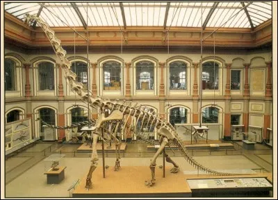 De cette expédition, plus de 250 tonnes d'os furent embarquées pour l'Allemagne, parmi eux plusieurs squelettes qui ont servi à la reconstitution du Giraffatitan exposé au Museum de Berlin. Aujourd'hui encore, il est...