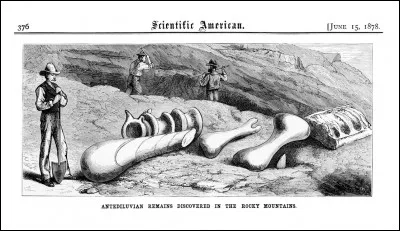 Pour éviter de se faire dérober trop de trésors paléontologiques par des chercheurs travaillant pour des musées aux Etats-Unis, le gouvernement canadien finança de grandes expéditions pour ses plus talentueux chasseurs fossiles. Cette époque est parfois appelée...