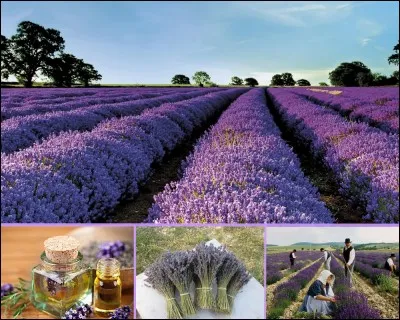 Sur les sols calcaires ensoleillés, le manteau mauve des champs de lavande ondule au gré du vent. Combien de kilos de paille (fleurs et tige) sont nécessaires pour obtenir un litre d'essence jaune et odorante?