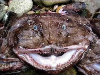 L'important quand on dîne, c'est la purée ; je suis daccord avec toi mais il faut quand même une bonne mengue pour préparait la lotte.