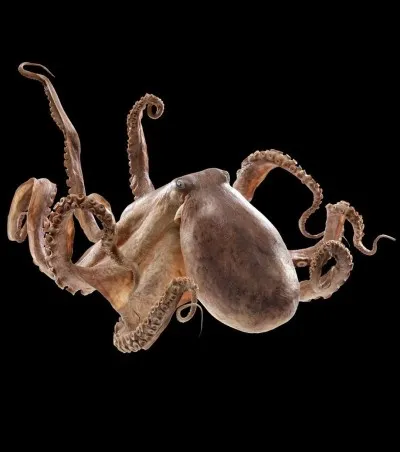 Combien de tentacules possède la pieuvre ?