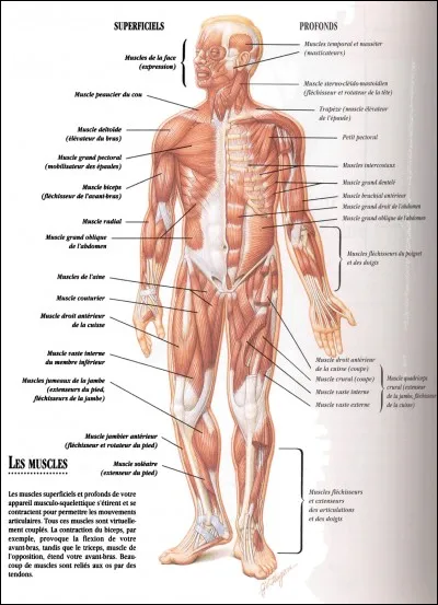 Dans le corps humain, où trouve-t-on les trompes de Fallope ?