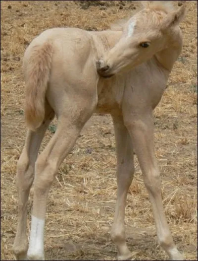 Cette robe tire sur le jaune/crème. Comment s'appelle-t-elle ?