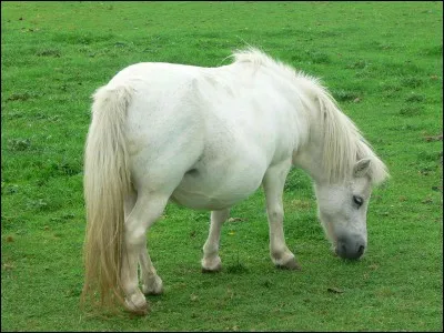 Ce poney shetland est-il gris clair ou blanc ?