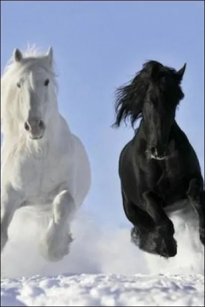 Le frison "pure race" ne peut porter qu'une seule couleur de robe. Laquelle ?