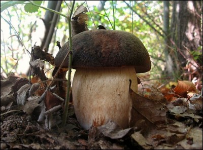 Si ce champignon est comestible, on appuie, s'il est toxique, on ralentit, s'il est mortel on stoppe.