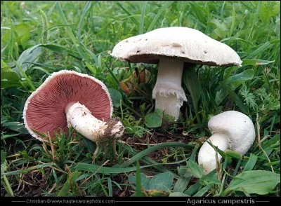 Que faire avec celui-là ?