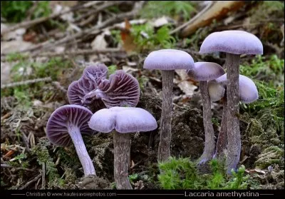 Que faire si vous trouvez ces magnifiques champignons de couleur améthyste ?
