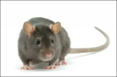 Qu'est-ce qu'un rat avec la queue coupée ?