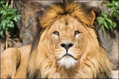 Quel est cet animal ?