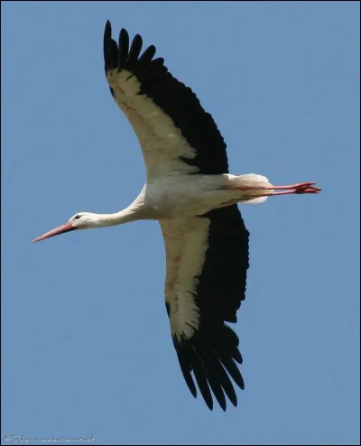 Quel est cet animal ?