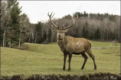 Quel est cet animal ?