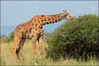 Quel est cet animal ?