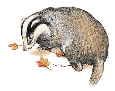 Le blaireau est un :