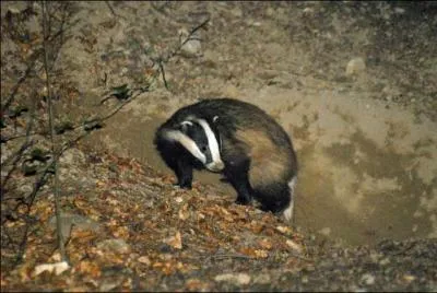 Quelle est la particularit ostologique du crne du blaireau ?