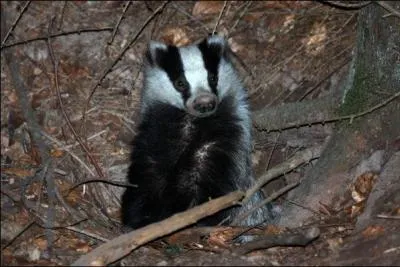 Comment appelle-t-on une entre de terrier de blaireau ?