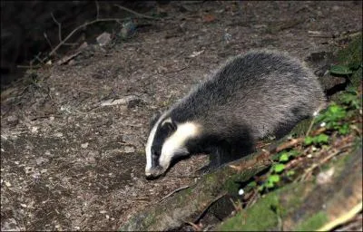 Un terrier de blaireau ne comporte qu'une entre :