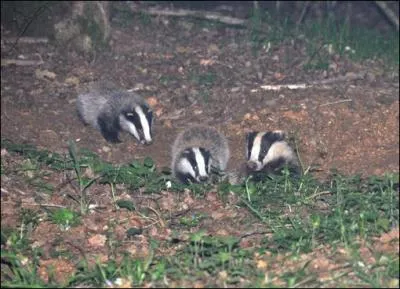 Que risquez-vous face  un blaireau ?