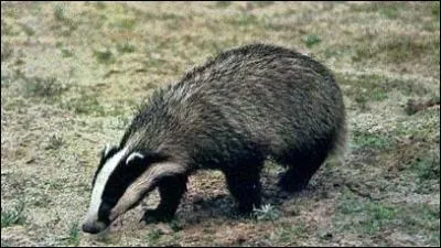 Un blaireau cohabitant avec un renard et un lapin c'est :