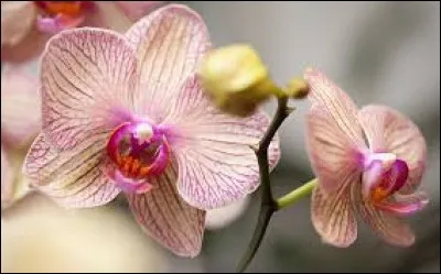 Nature : Quel est le nom de la fleur présentée sur la photo ?