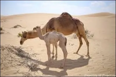 Animaux : Comment s'appelle le petit du chameau ?