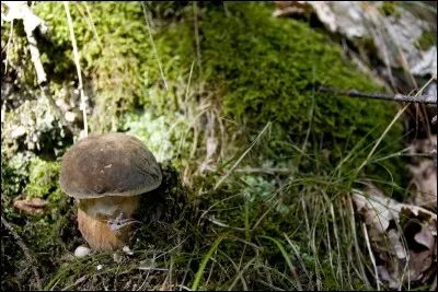 Quel est le nom de ce champignon ?