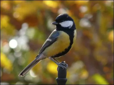 Quel est cet oiseau ?