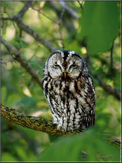 Quel est cet oiseau ?