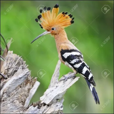 Quel est cet oiseau ?