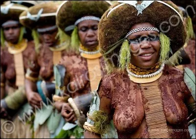 Venez dans ma forêt, admirer les merveilleux oiseaux de Paradis !