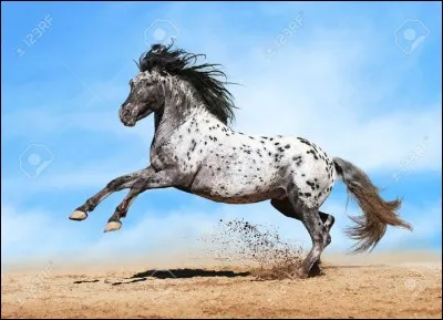 Quelles sont les robes de l'appaloosa ?