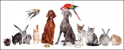 Quel animal retrouve-t-on le plus souvent dans ses films ?