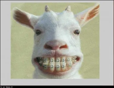 Quelle est la couleur de Mafiastunting ?