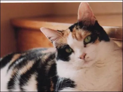 D'après une expression, la nuit tous les chats sont...