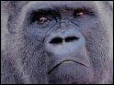 De quoi les gorilles se nourrissent-ils "principalement" ?