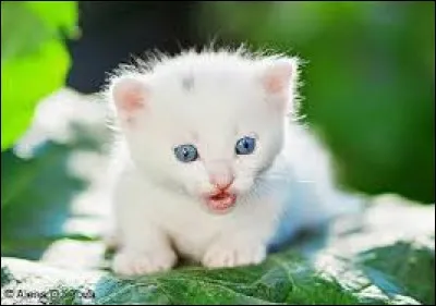 Ce mignon petit chaton est...