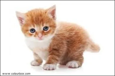 Luna a-t-elle un animal dans la série ?