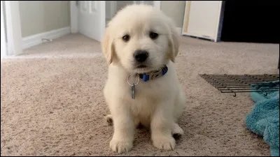 Quelle est la race de ce chien ?