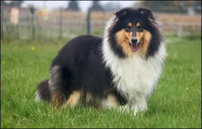 Quelle est la race de ce chien ?