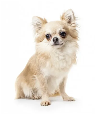 Quelle est la race de ce chien ?