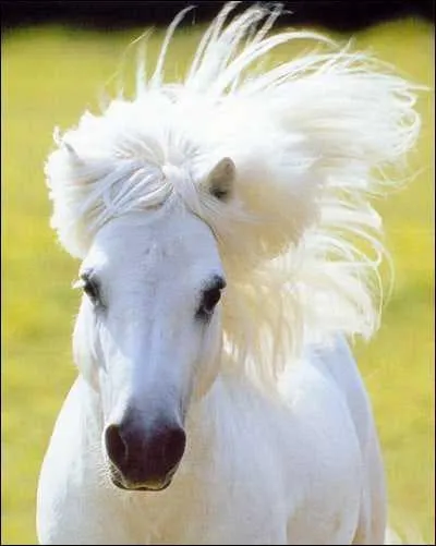 Quelle est la robe du poney ?
