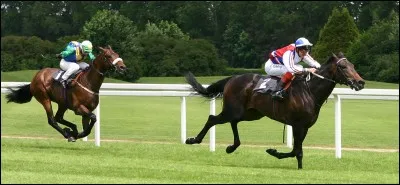 Quelle est la vitesse maximum du pur sang anglais au galop ?