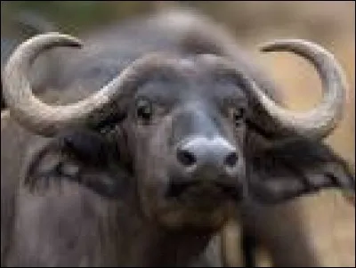 Quel est cet animal ?