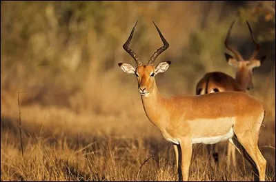 Quel est cet animal ?