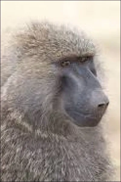 Quel est cet animal ?