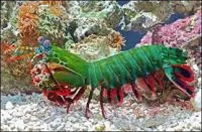 Quel est cet animal ?